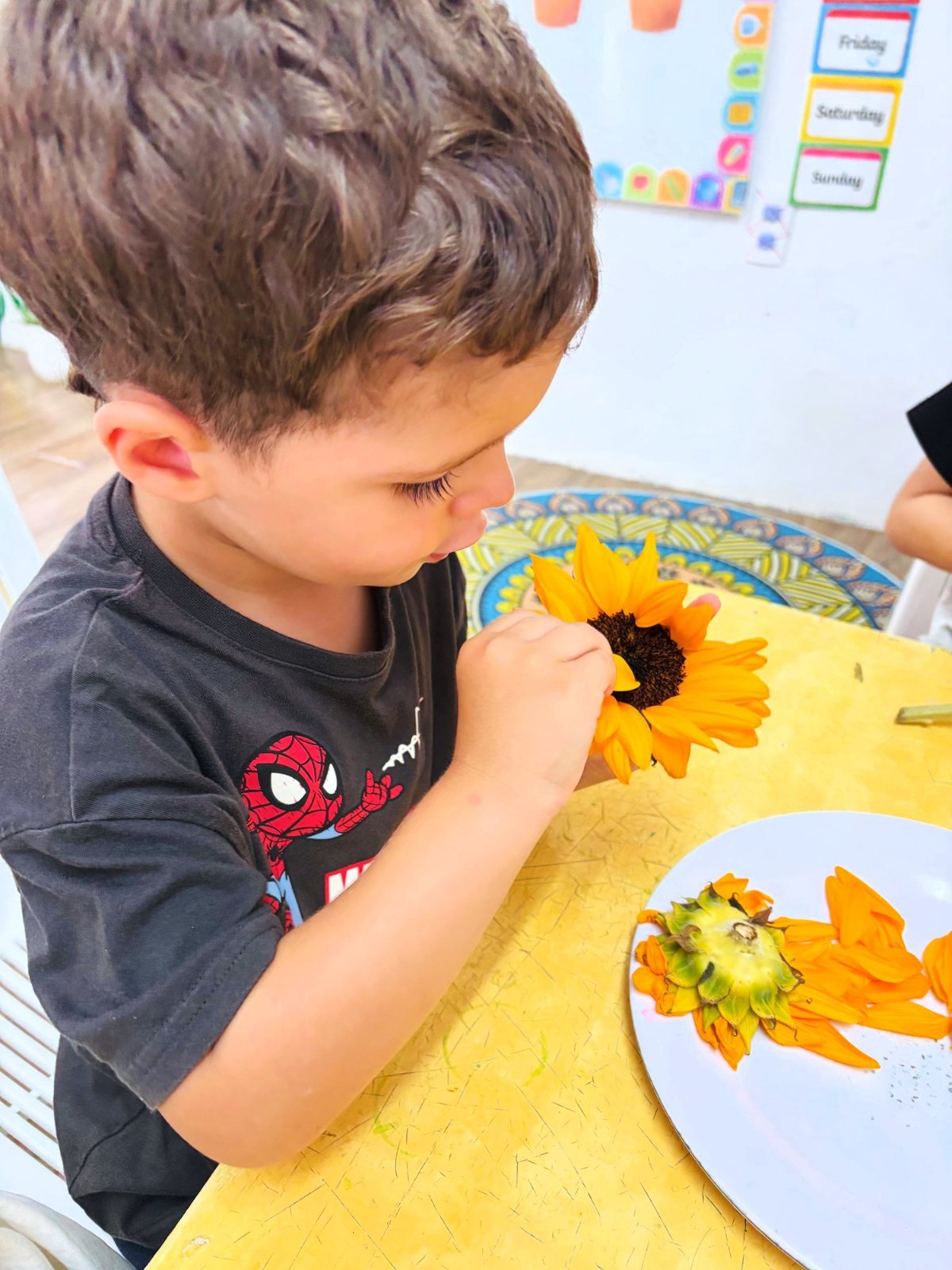 A Nursery child pulling the petals off a real sunflower to look closely